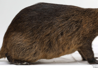 Nutria whole body 0010.jpg